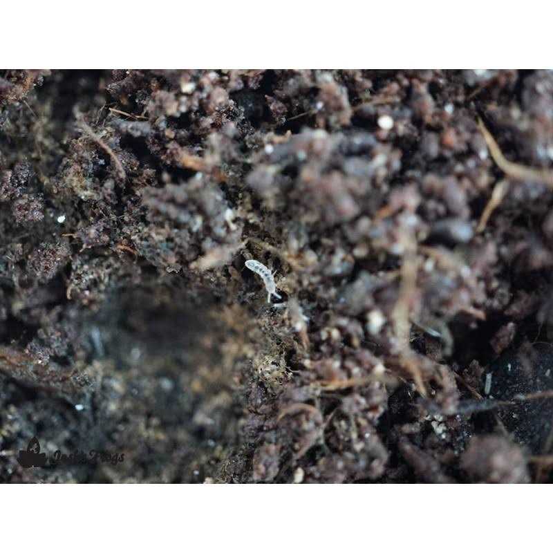 Temperate Springtail 8 oz Culture D946354