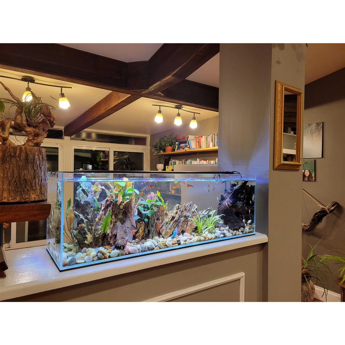 11 Gallon Clear Glass Bookshelf Aquarium X132