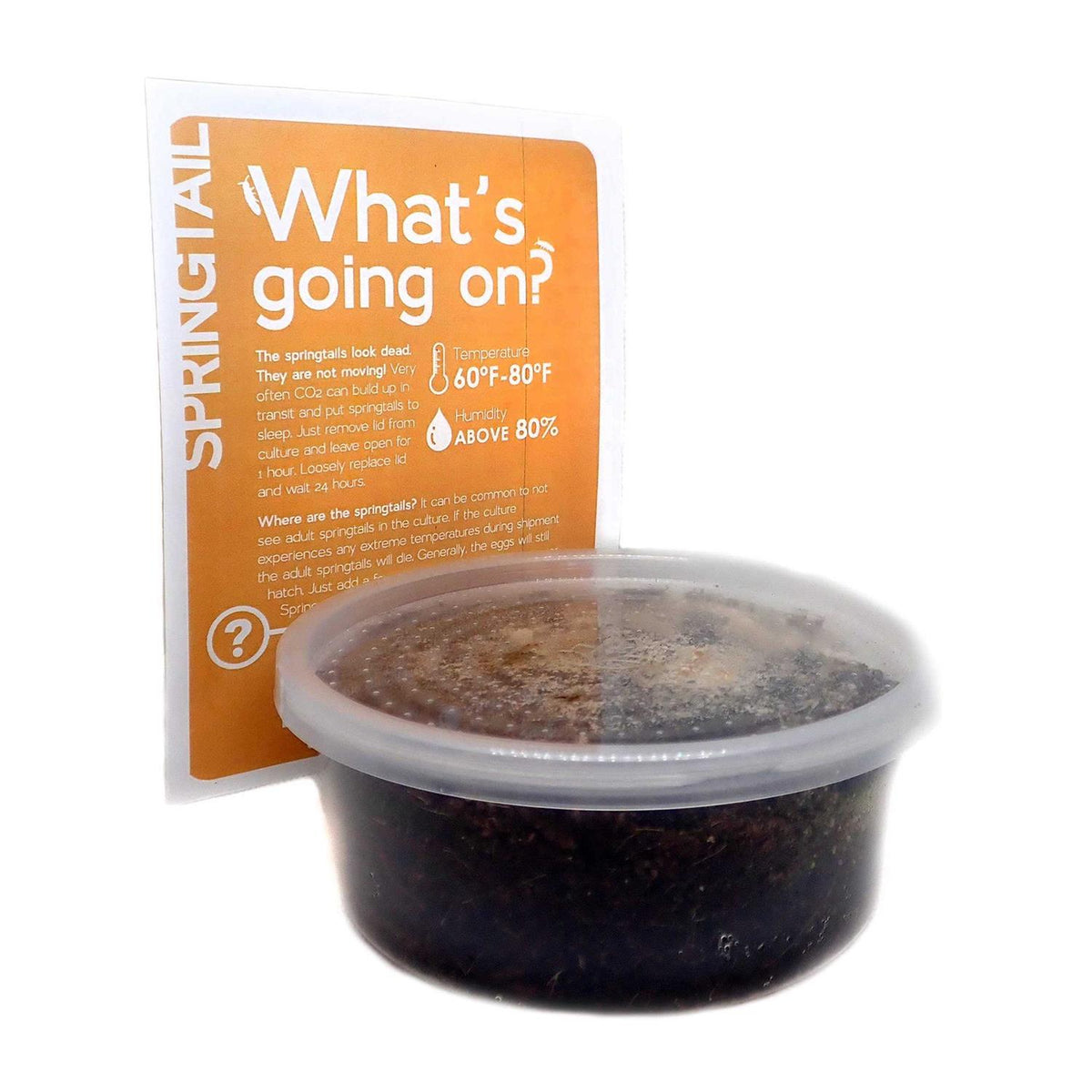 Temperate Springtail 8 oz Culture D946354