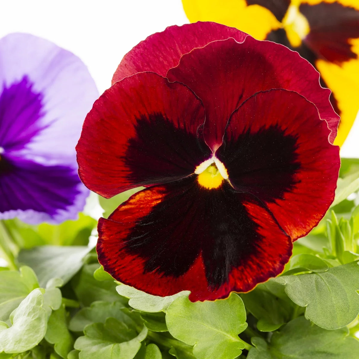 Multicolor Pansy Live Plant Grower Pot 6 Pack X95804