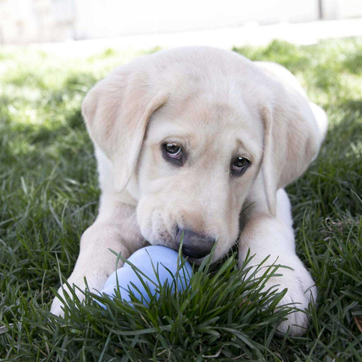 Puppy Toy Y77329