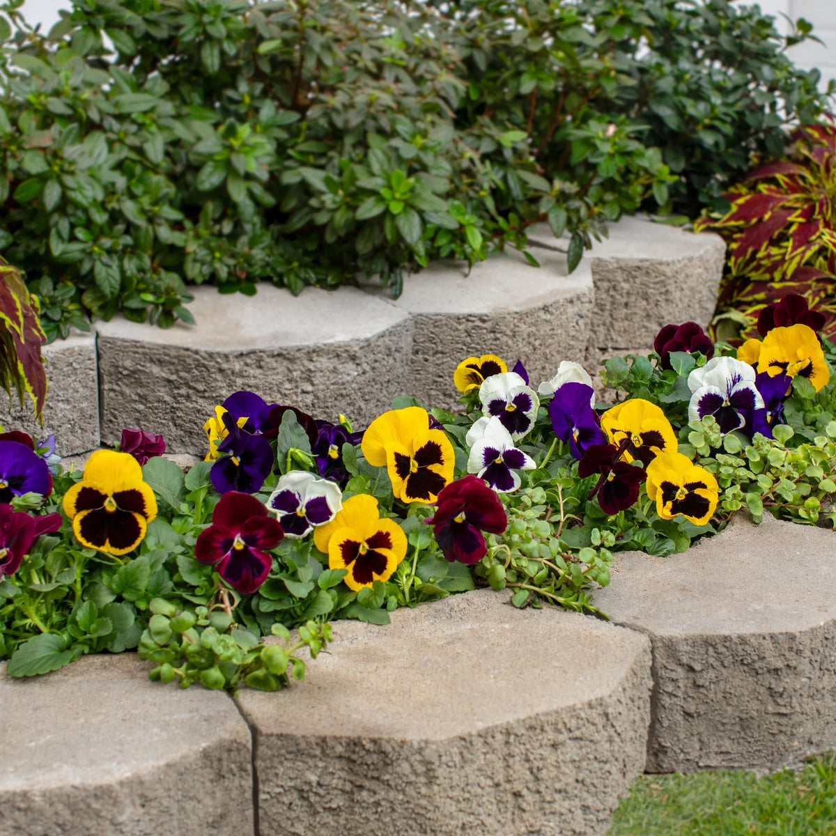 Multicolor Pansy Live Plant Grower Pot 6 Pack X95804