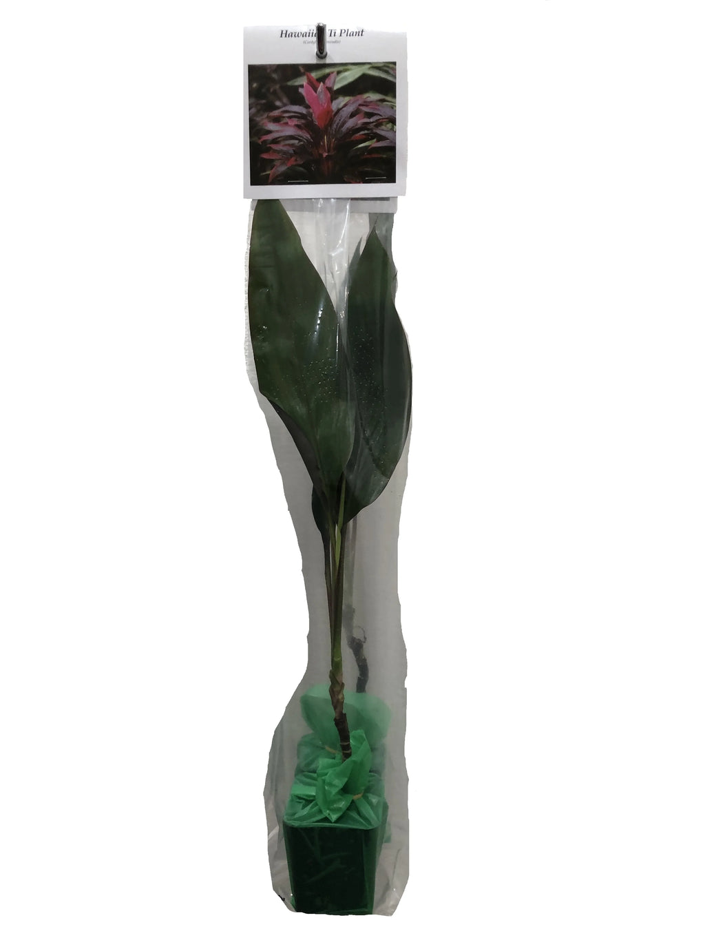 Green Live Ti Leaf Plant 6"-10" Tall In 2" Pot E128