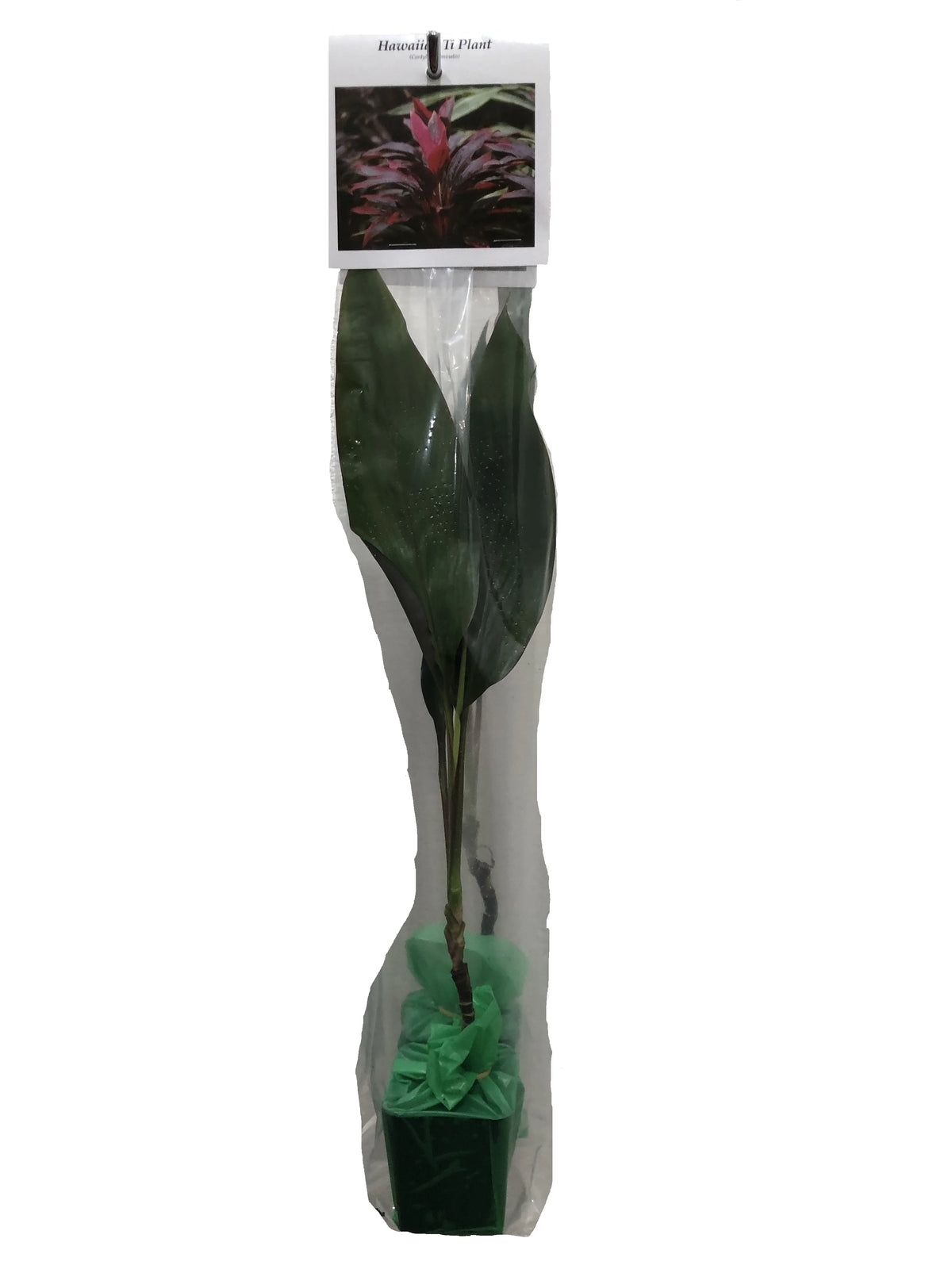 Green Live Ti Leaf Plant 6"-10" Tall In 2" Pot E128