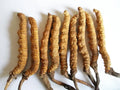 Whole Cordyceps Sinensis Mushroom 5g O3078