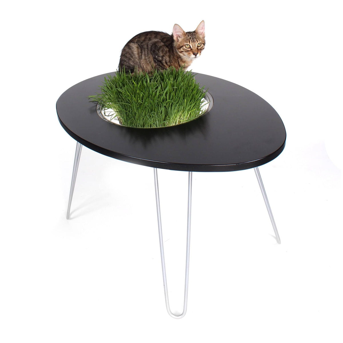 Raised Cat Bed and Side Table Q54970