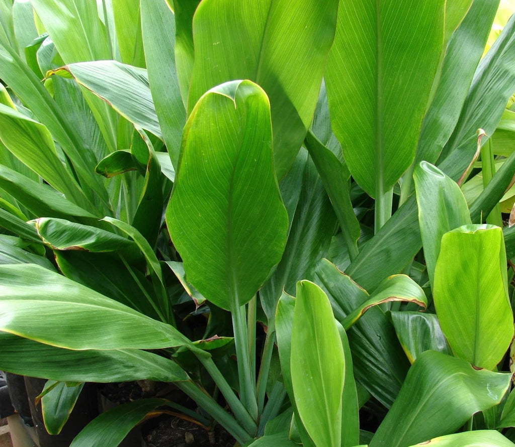 Green Live Ti Leaf Plant 6"-10" Tall In 2" Pot E128
