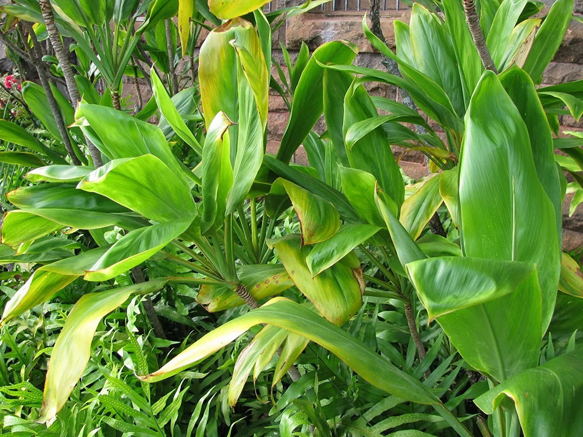 Green Live Ti Leaf Plant 6"-10" Tall In 2" Pot E128