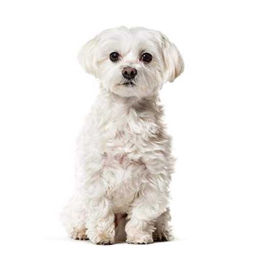 All Natural Beard Stain Remover for Dogs & Cats W107