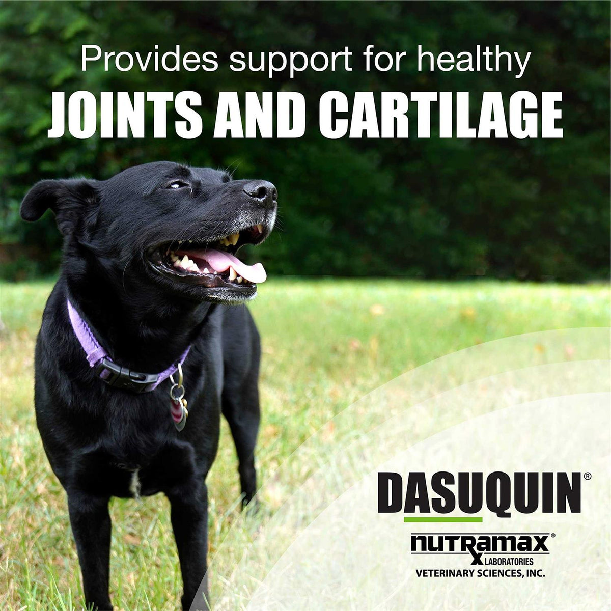 Soft Chews Joint Health Supplement Dogs J412437