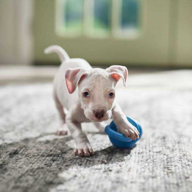 Dog Toy J242846