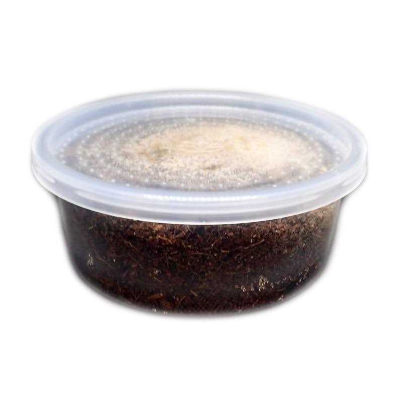 Temperate Springtail 8 oz Culture D946354