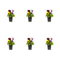 Multicolor Pansy Live Plant Grower Pot 6 Pack X95804