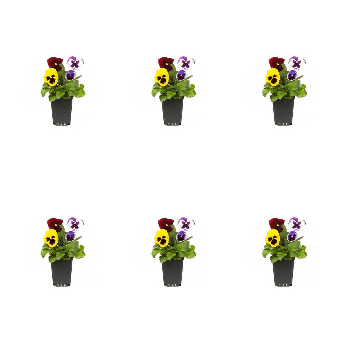 Multicolor Pansy Live Plant Grower Pot 6 Pack X95804