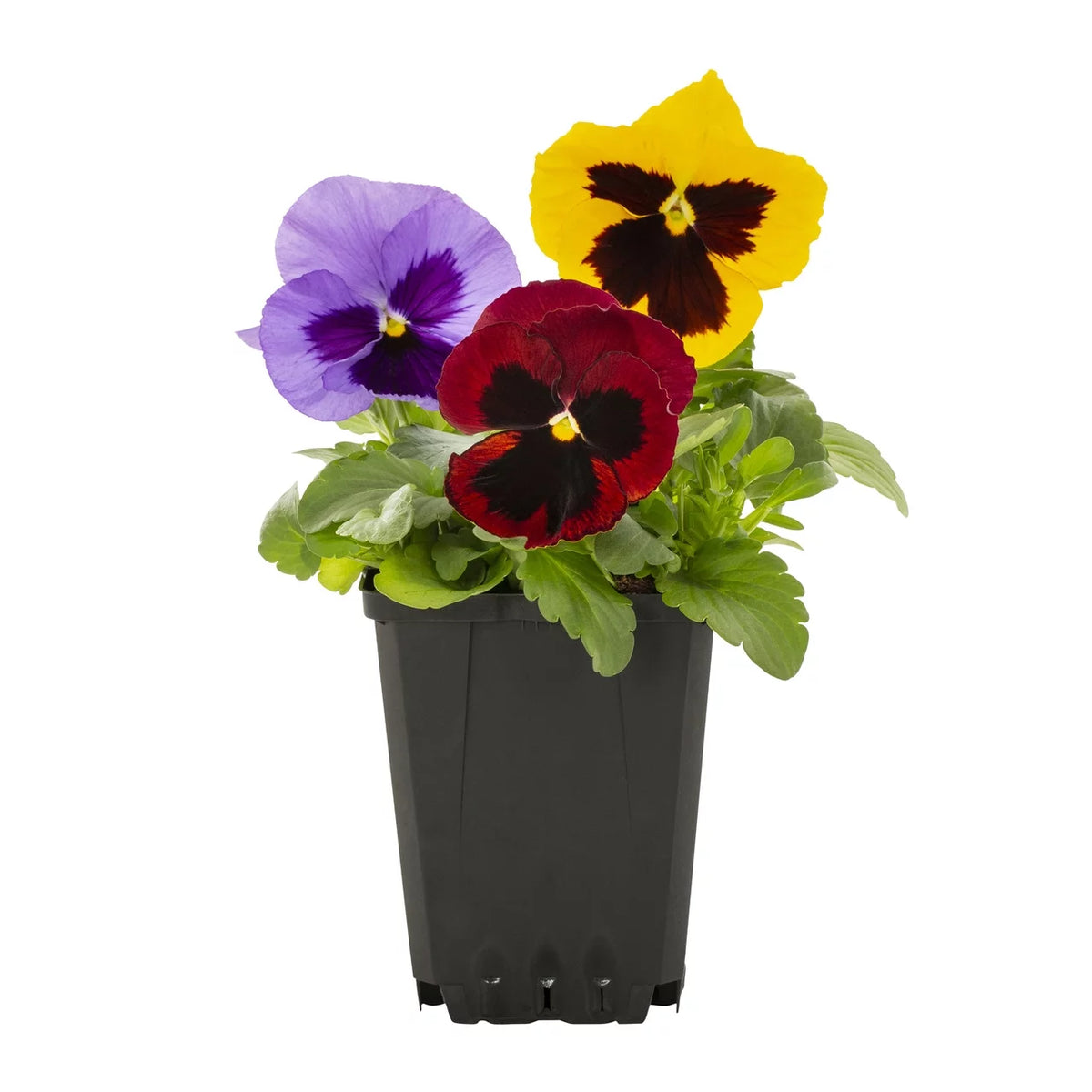 Multicolor Pansy Live Plant Grower Pot 6 Pack X95804