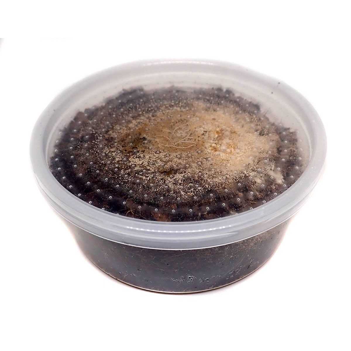Temperate Springtail 8 oz Culture D946354